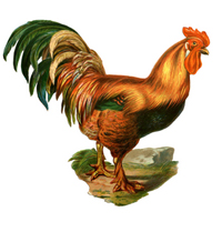 rooster Chinese Horoscope 2020